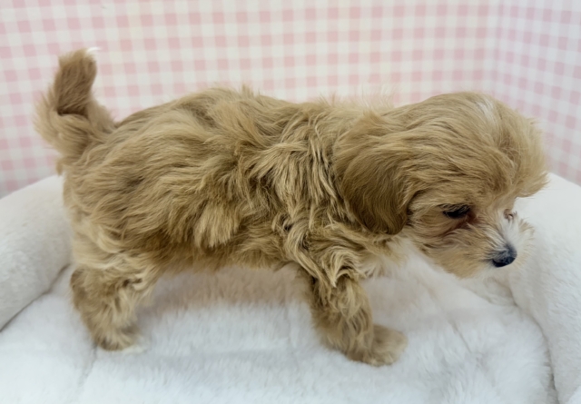 最新📷メロメロ必須!マルプーの女の子💖 マルプー