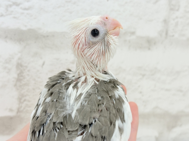 【最新画像更新🪄】オセロカラーの元気っ子怪獣🐣🖤🤍オカメインコ(WFパイド) ヒナ オカメインコ