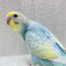 最新画像有ります‼️あわあわ〜な雰囲気に包まれちゃう💓セキセイインコのパステルレインボー🌈
