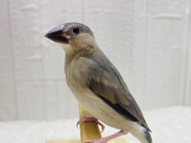 最新画像有ります‼️輝く瞳は黒曜石🖤桜文鳥ヒナさん