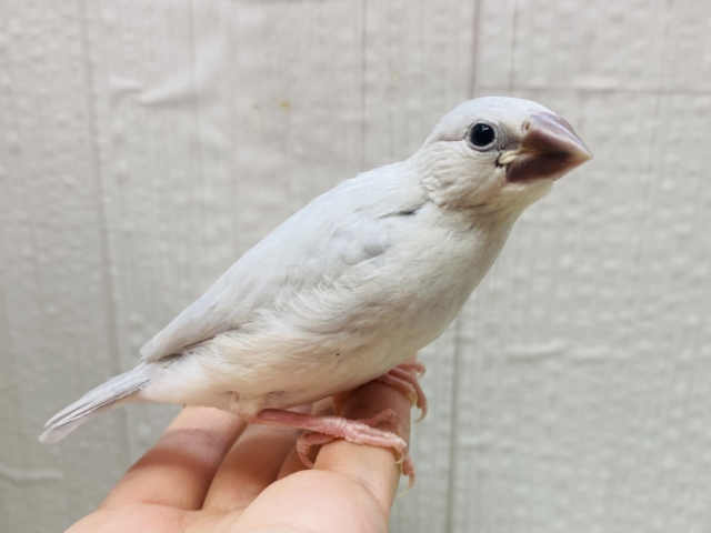 最新画像あります⭐️成長すると渋さ増々です！シルバー文鳥ヒナさん