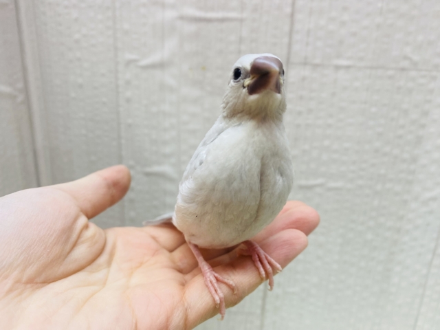 シルバー文鳥