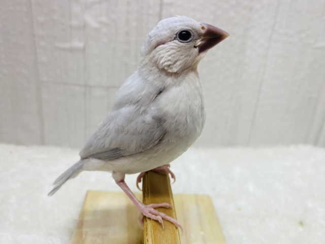 シルバー文鳥