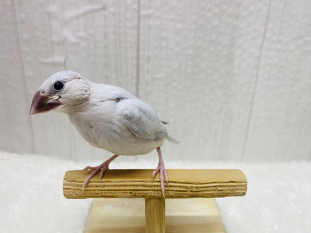 シルバー文鳥