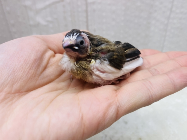 十姉妹（ジュウシマツ）