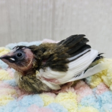 ちょこんとサイズを独り占め💝十姉妹ヒナやってきた‼️