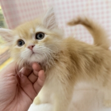 最新画像！なにこの可愛さ😍ミヌエットくん！