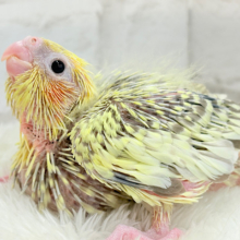 背中の模様が宝石みたい💎.*オカメインコ(シナモンパールパイド) ヒナ