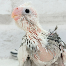 オセロカラーの元気っ子怪獣🐣🖤🤍オカメインコ(WFパイド) ヒナ