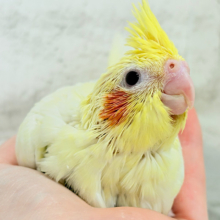 優しいお顔のタレ目ちゃん♡オカメインコ(ルチノー) ヒナ