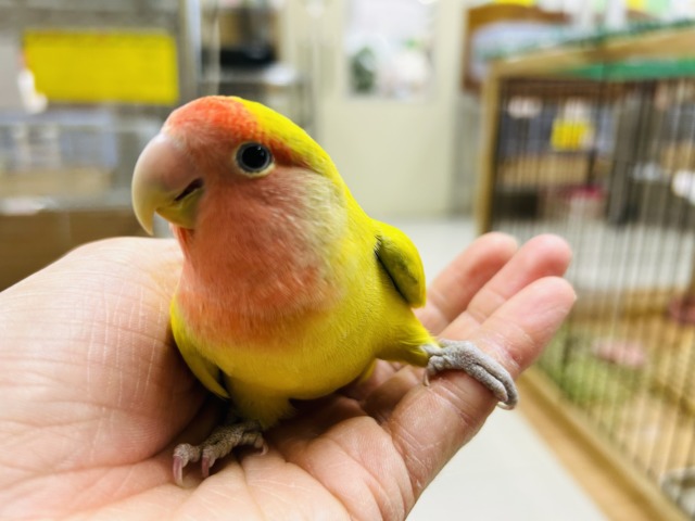 コザクラインコ（小桜インコ）