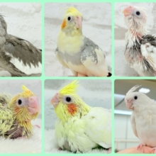 【延長決定𖤐  ̖́-‬】人気のオウム🦚オカメインコフェア🐥🪇