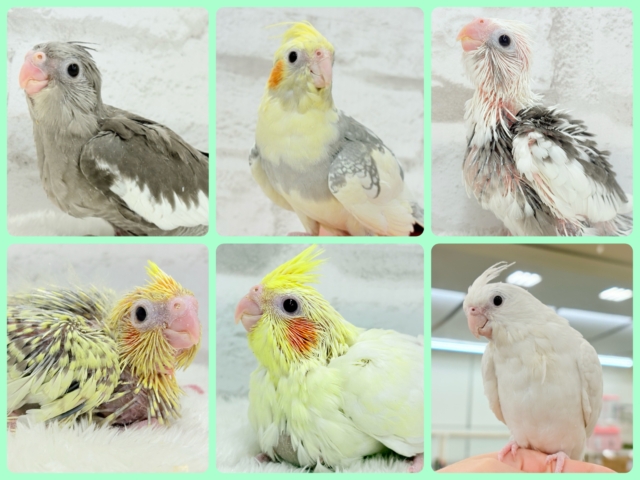 【延長決定𖤐 ̖́-】人気のオウム🦚オカメインコフェア🐥🪇 【延長決定𖤐 ̖́-】人気のオウム🦚オカメインコフェア🐥🪇