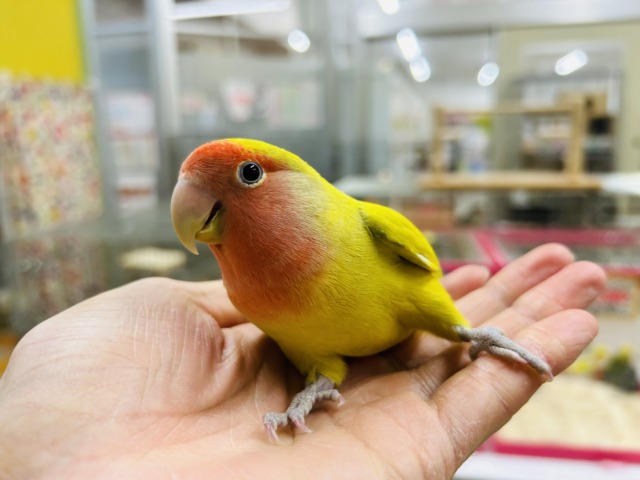 コザクラインコ（小桜インコ）