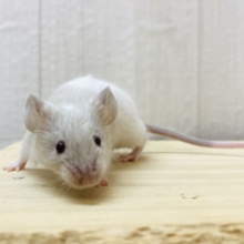 優しいカラー🩶優しいお顔のカラーマウスやってきた‼️