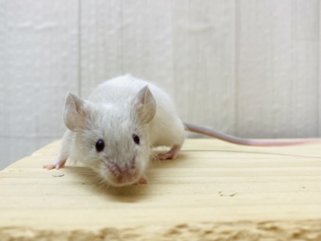 優しいカラー🩶優しいお顔のカラーマウスやってきた‼️