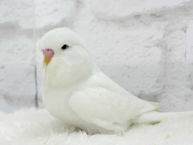 ジャンボセキセイインコ