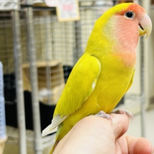 【⭐️最新画像更新⭐️】💛💛💛コザクラインコ（シナモン）💛💛💛
