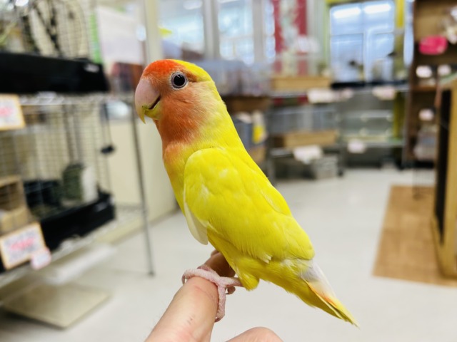 コザクラインコ（小桜インコ）