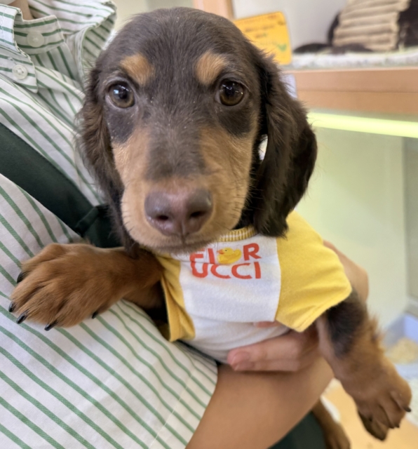 カニンヘンダックス