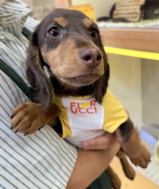 カニンヘンダックス