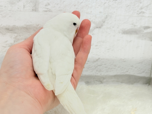 ジャンボセキセイインコ