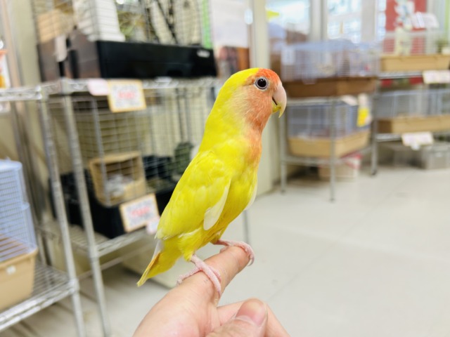 コザクラインコ（小桜インコ）