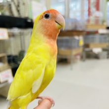 【⭐️最新画像更新⭐️】明るい色合いが魅力的💛💛　コザクラインコ（ルチノー）