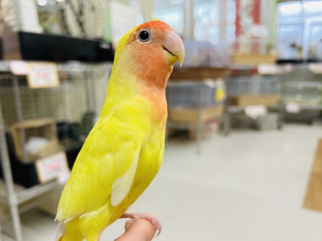 【⭐️最新画像更新⭐️】明るい色合いが魅力的💛💛　コザクラインコ（ルチノー）