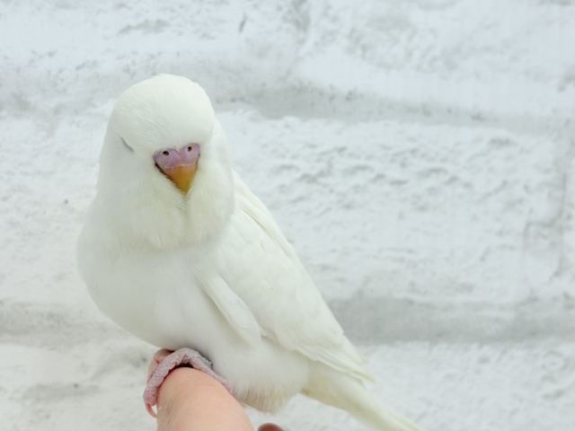 ジャンボセキセイインコ