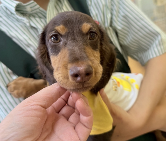 カニンヘンダックス