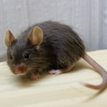 🍫甘々ミルクチョコレート🤎カラーマウスやってきた💝