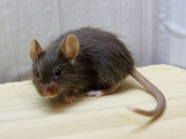 🍫甘々ミルクチョコレート🤎カラーマウスやってきた💝