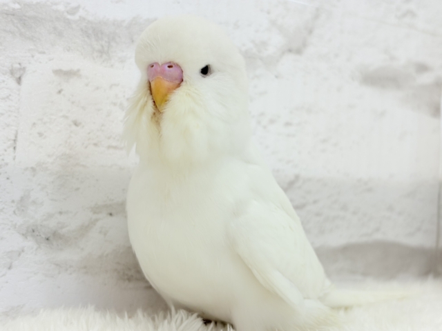 ジャンボセキセイインコ