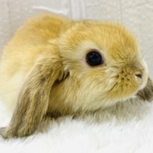 まるっとフワフワ🧡きなこ餅🤍激カワなホーランドロップくんやって来た‼️