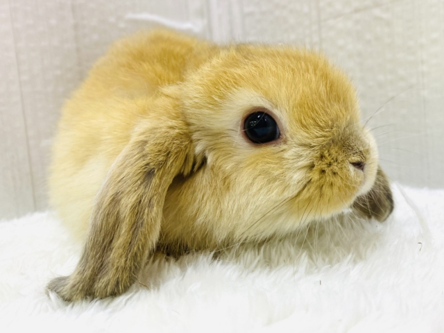 まるっとフワフワ🧡きなこ餅🤍激カワなホーランドロップくんやって来た‼️