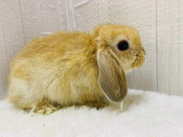 ホーランドロップ