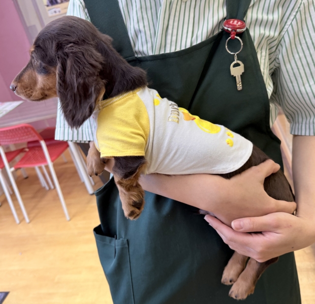 カニンヘンダックス