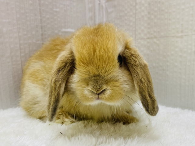 ホーランドロップ