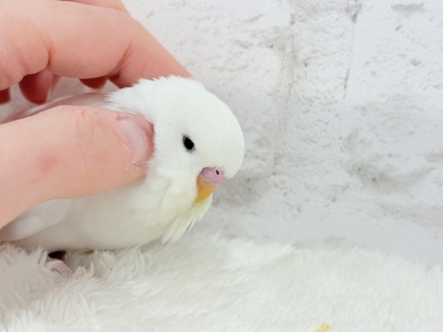 ジャンボセキセイインコ