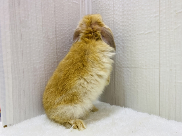 ホーランドロップ