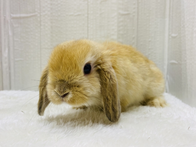 ホーランドロップ