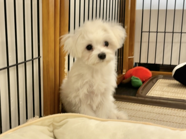 甘えん坊度が大爆発〜♥マルチーズくん! マルチーズ