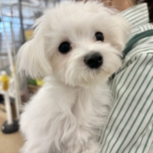 甘えん坊度が大爆発〜♥マルチーズくん！