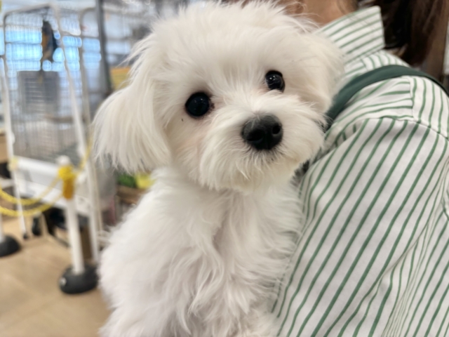 甘えん坊度が大爆発〜♥マルチーズくん！