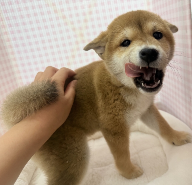 柴犬