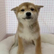 最新📷私を愛して？柴犬女の子❣️