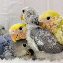 ラブ💝バード コザクラインコフェア開催中❣️