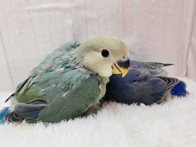 コザクラインコ（小桜インコ）