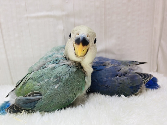 コザクラインコ（小桜インコ）